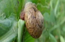 蜗牛的天敌，可人工灭杀也可用生石灰防治