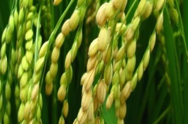 川作优619水稻栽培技术要点，注意防治稻瘟病