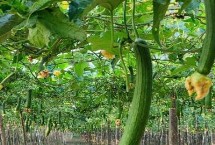 丝瓜从播种到结果要多长时间，整个生长期都需要足够的水分