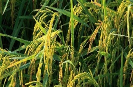 中3优810水稻栽培技术要点，每亩大田用种量1.5公斤左右
