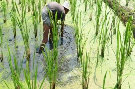 稻田养黄鳝的要点，育苗1个月左右再放养鳝种