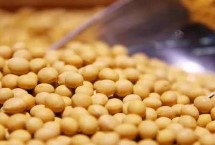 京通绥1号大豆栽培技术要点，一般4月下旬至5月初播种