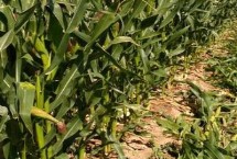 兆育25玉米栽培技术要点，高抗茎腐病