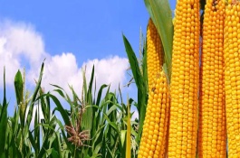 安科098玉米栽培技术要点，比对照品种郑单958早熟1天