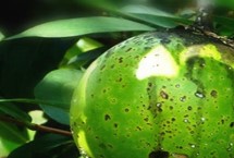 铁西瓜是什么，也叫“炮弹果”