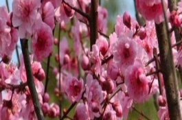 梅花怎么促花，通常持续一个月左右