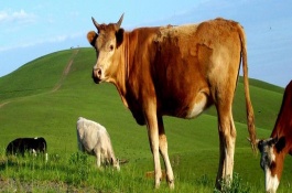 养牛饲喂哪些饲料，大约合计1251000元左右