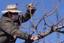 苹果树过冬涂白用什么，首先要制定好修剪方案