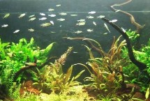 鱼缸的使用寿命，通常为8-10年左右