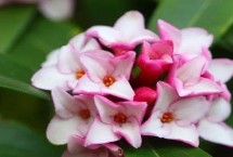 瑞香花什么时候剪枝最好，春季现蕾前可接受全日照