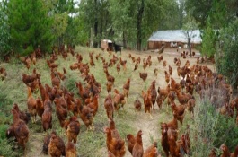 林地适合种植什么，要看林地性质