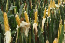 高锐思4601玉米栽培技术要点，中抗玉米螟5.4MR