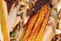 秦龙906玉米栽培技术要点，适宜播期6月20日前