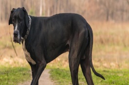 有哪些短毛大型犬，包括大丹犬、杜宾犬、罗威纳犬等品种