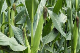 张玉1355玉米品种基本信息，种植密度3500株/亩左右