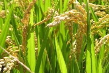 川华优71水稻栽培技术要点，该品种基部叶叶鞘绿色