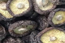 古田县的特产，古田香菇栽培历史悠久