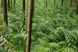 黄精的种植前景和效益，一亩地需要900元左右