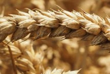 沈麦151小麦栽培技术要点，5月下旬防治蚜虫