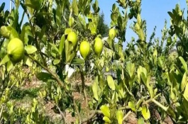 柠檬常见病虫害有哪些，尤力克、菲诺、热那亚等品种值得选择