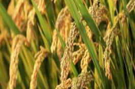 东北水稻什么时候种植，在4月中上旬进行