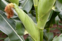 产量高、抗倒伏的玉米种子，和育187的最高亩产量约为3284斤