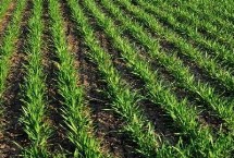 哪个品种的春小麦高产，可以选择新春6号、新春10号