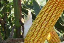 金禾901玉米栽培技术要点，大喇叭口期防治玉米螟