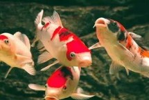 鲤鱼和锦鲤有什么区别，前者的体型较大、后者的体型相对较小