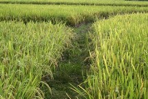 京粳7号水稻栽培技术要点，全生育期158.6天