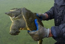 甲鱼的繁殖习性，砂质湿度决定孵化率