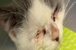 让猫咪多喝水的方法，可能是上火了或眼睛发炎