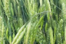 宛麦632小麦栽培技术要点，每亩适宜基本苗18～22万