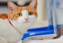 猫自发性膀胱炎症状，会出现乱排尿、尿频等行为