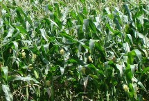 金博士721玉米栽培技术要点，注意防治穗腐病