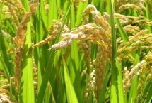 菁华粉稻水稻栽培技术要点，全生育期早稻119.8天