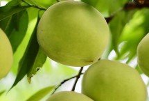 常见的桃子品种，鹰嘴桃、砀山黄桃、水蜜桃、黄金油桃等品种的口感比较好