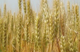 渝麦17小麦栽培技术要点，中抗赤霉病