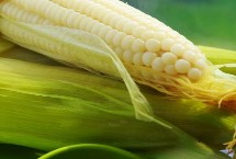 豫丰111玉米栽培技术要点，大喇叭口期防治玉米螟虫