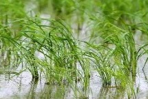 捷两优1057水稻栽培技术要点，6月初播种
