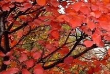 物种论述，常被当作观赏植物