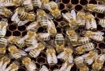 形态特征，体型较大