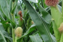 先玉1850玉米栽培技术要点，中抗灰斑病