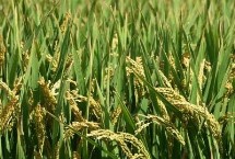 金优香占水稻栽培技术要点，全生育期为148.4天