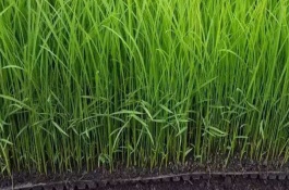 Ⅱ优843水稻栽培技术要点，注意防治白叶枯病和褐稻虱