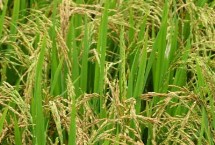 创两优丰占66水稻栽培技术要点，全生育期为133.2天