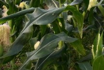 永优1573玉米栽培技术要点，该品种为高淀粉玉米品种