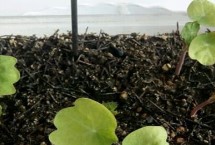 旱金莲的种植方式，播种先需先浸种
