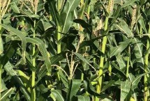 青玉518玉米栽培技术要点，4月中下旬～5月中上旬播种