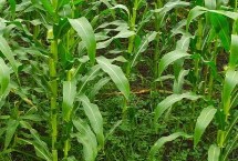 易欧得398玉米栽培技术要点，4月下旬至5月上旬播种